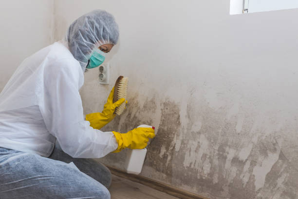 Best Mold Cleaning Services  in USA